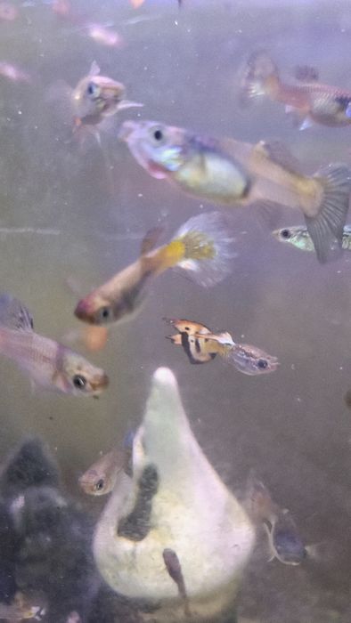 Продам аквариумных рыбок. ГУППИ