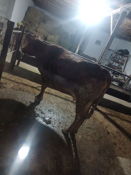 Ona bola sigir sotiladi