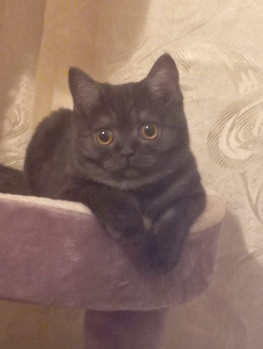 Отдам котенка срочно