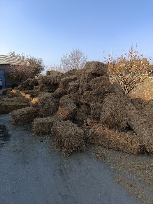 Шоли пресс 1-120лик тоззаси