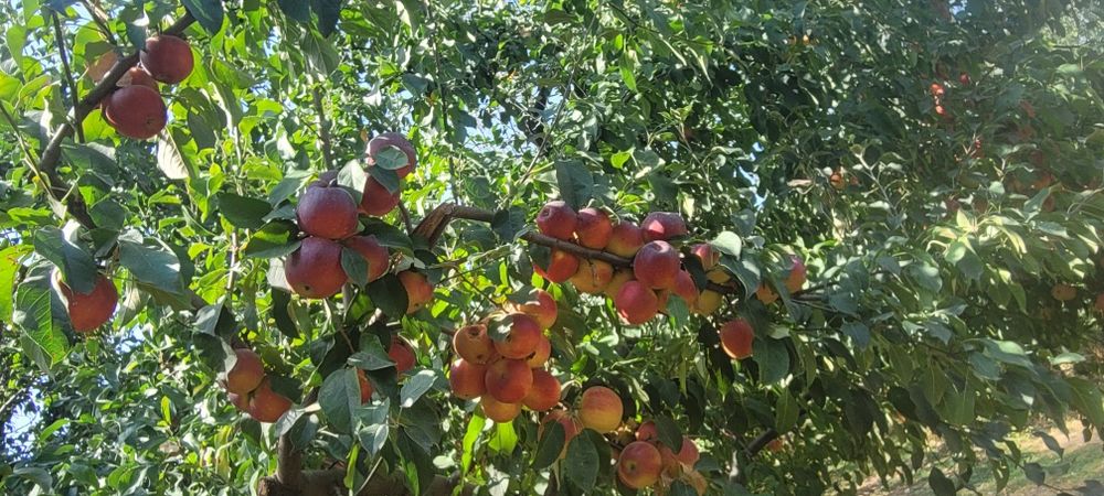 Sifatli  dasturxon bop Olma sotiladi mazasi juda shirin. Narxi kelishi