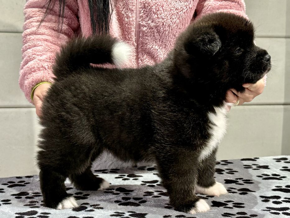 Pui Akita American cu Pedigree