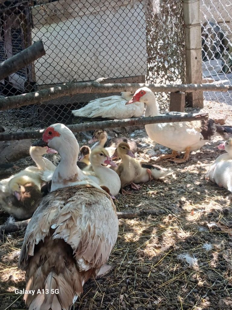 Продавам Мускусни(неми) патици
