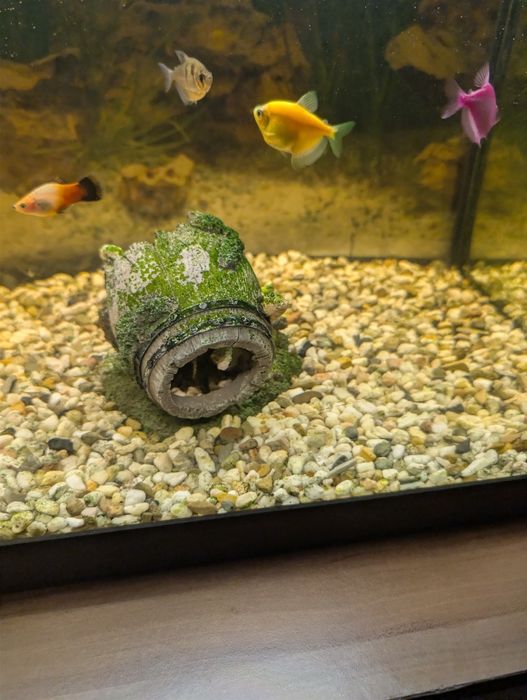 Acvariu 120 L complet echipat + pești