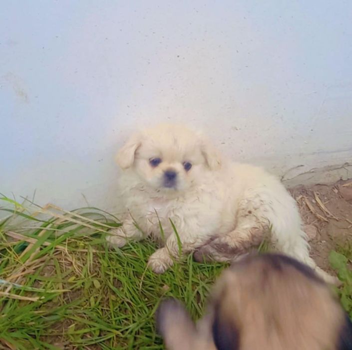 Малки чистокръвни пекинези