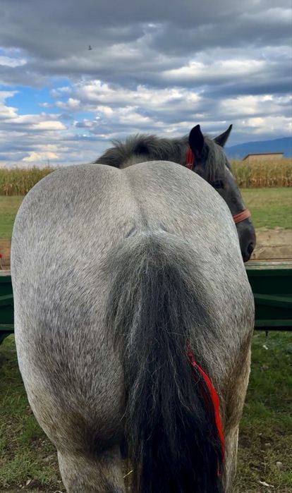 Se vinde manza de 2 ani