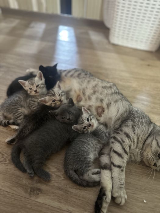 Малыши-котята ищут любящее сердце и добрые руки!