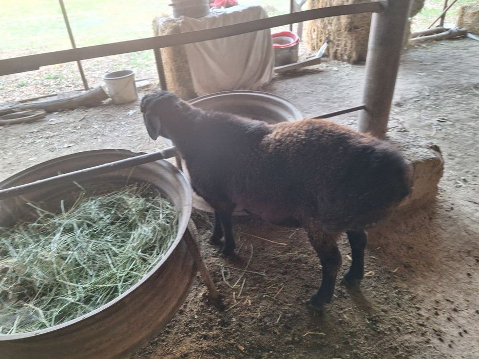 Кучкор Барра сотилади