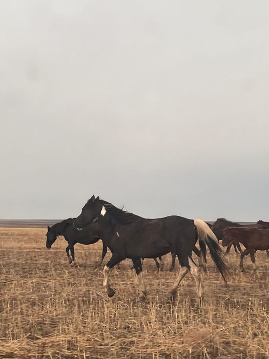 Продам жеребца..