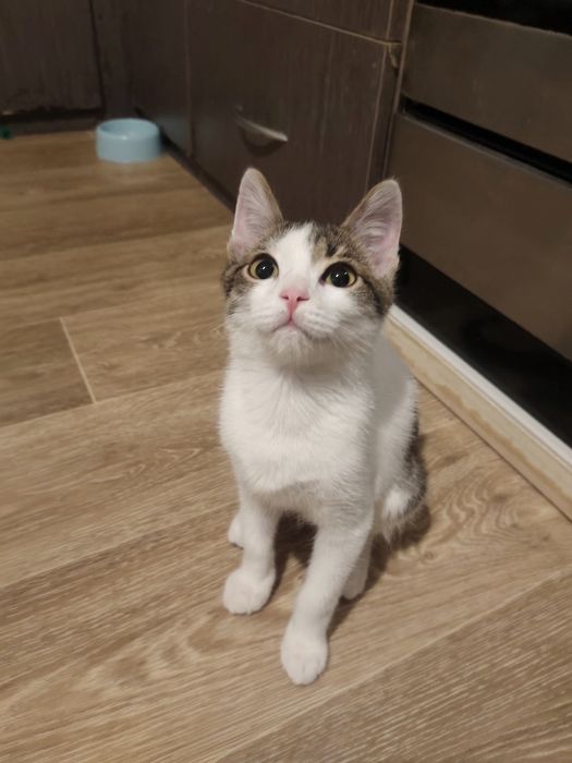 Отдам котенка в добрые руки