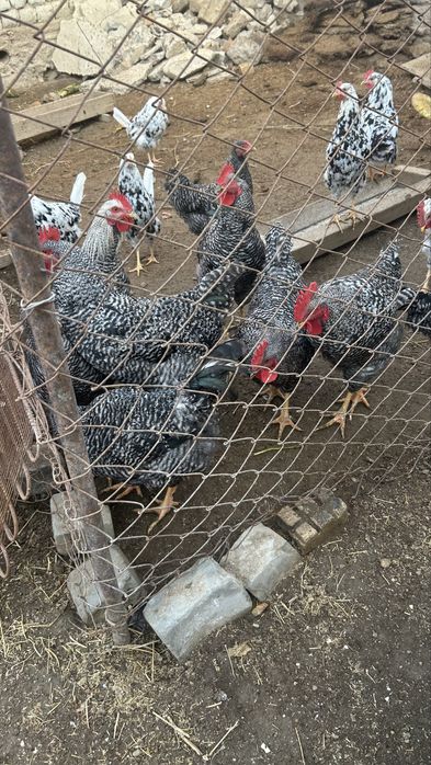 Амрокс порода сатылады 3500 теңге