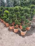 Leleandy tuia smarald laur englezesc magnolia și multe alte plante