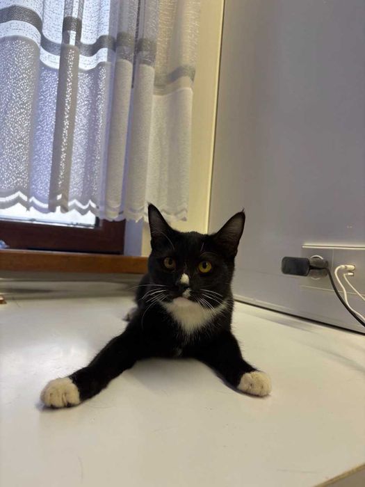 Коты и кошки в добрые руки