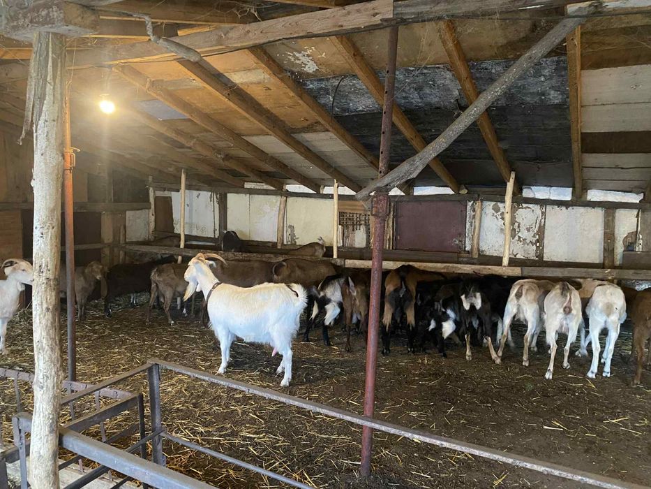 Продават се кози и ярета