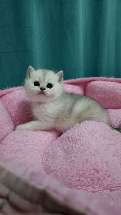 Продаётся чистокровный мальчик с серебристой шин