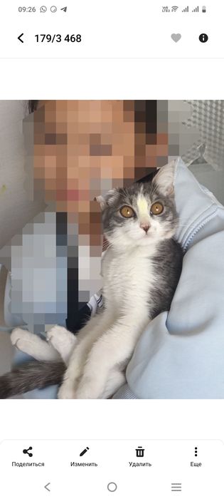 Кошкa, домашные животные