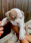 American bully pocket бебета