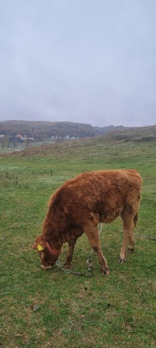 Vaca si vitea ( montata cu angus)