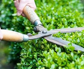 Изгрид ва арчаларни кесиш хизмати арзон ва сифатли