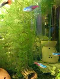 Продам аквариумные растения, лемнофила сидячецветковая и лемнофила Гве