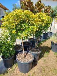 Magnolia grandiflora plante ornamentale tuia leylandy Tuia smarald