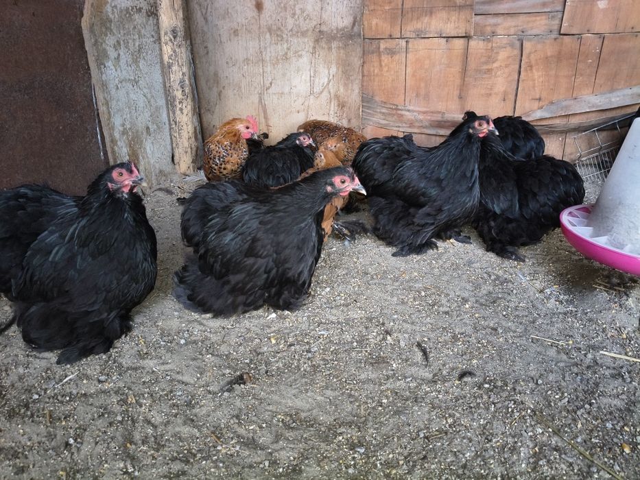 Vând cochinchina pitic negru