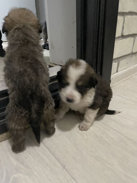 Отдам щенят в добрые руки