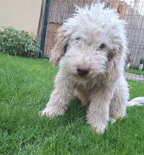 Disponibil mascul galben de Lagotto Romagnolo