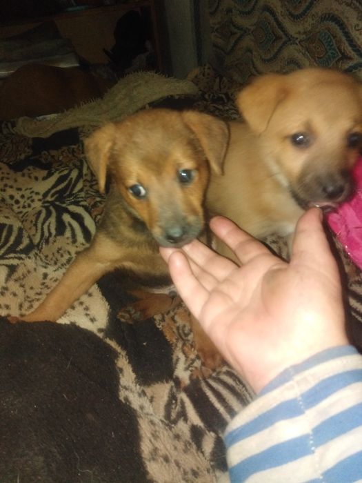 Дикая собака Дигга