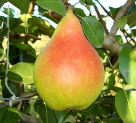 Trandafiri dulceata Rodiu diverse soirui de ciresi. Livrare curier