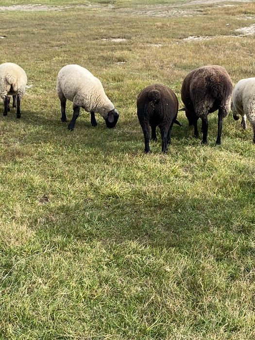 Mielute si oi de carne