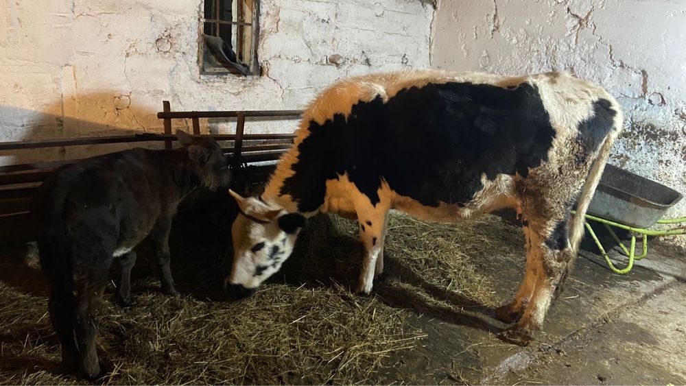 2 туган сиыр сатылады