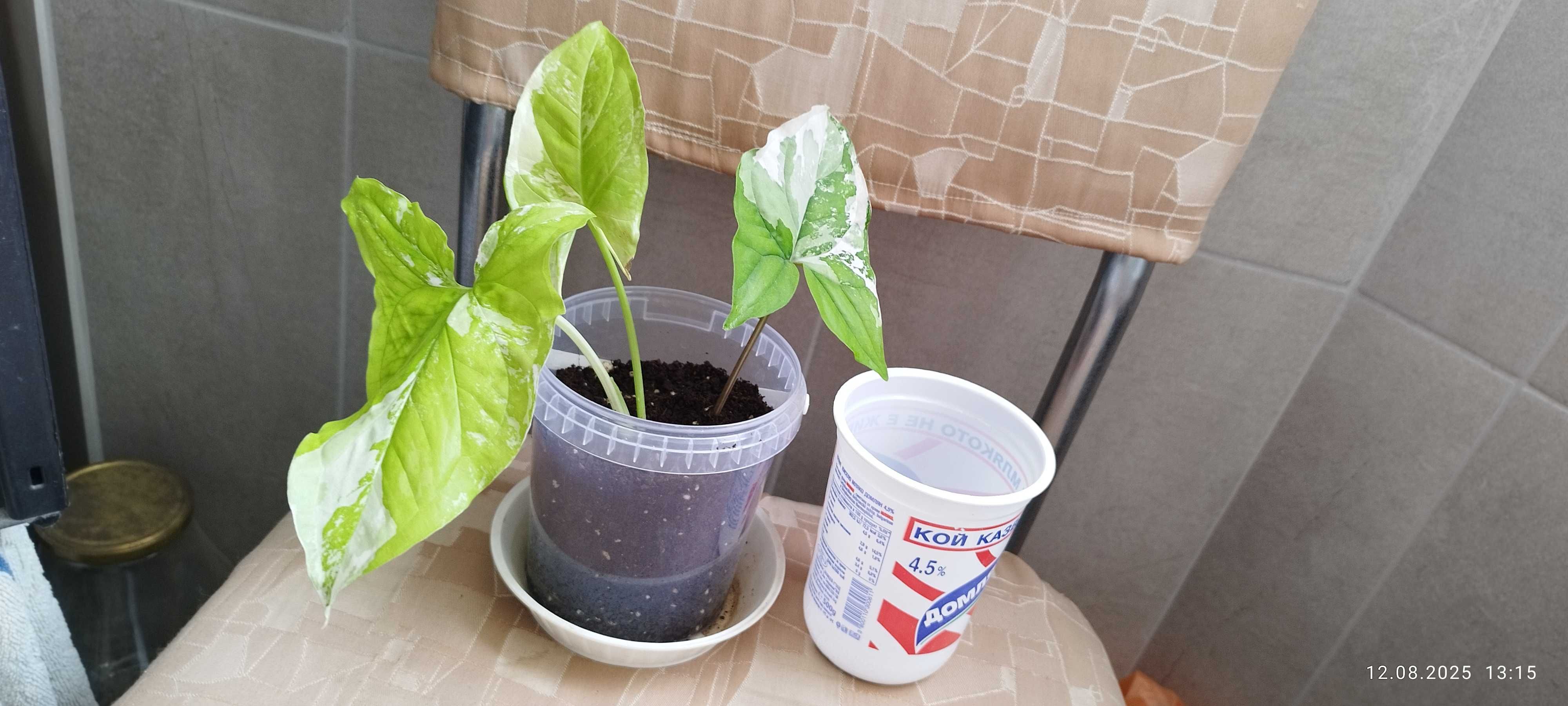 Филодендрон (Philodendron) / Сингониум (Syngonium)
