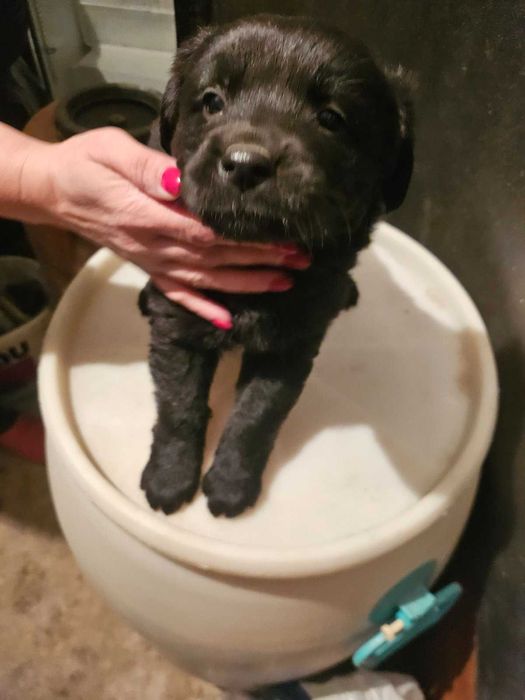 Лабрадорчета куче