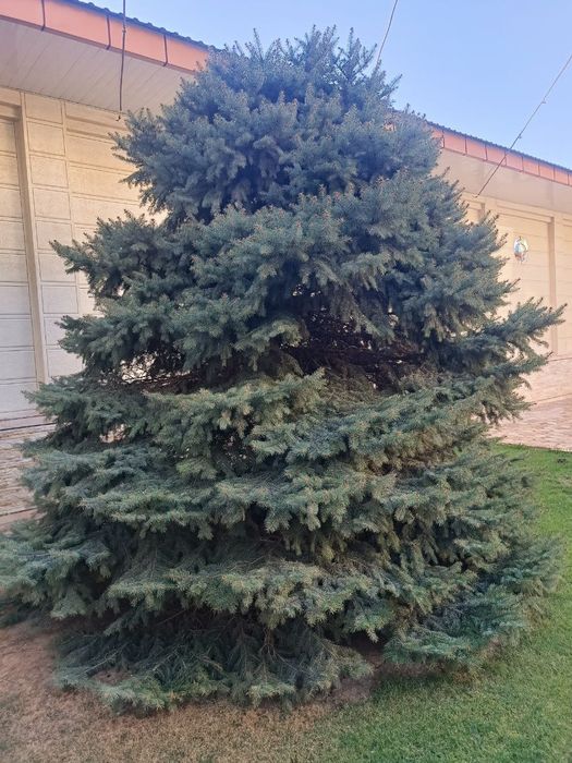 Продаю красивую ель