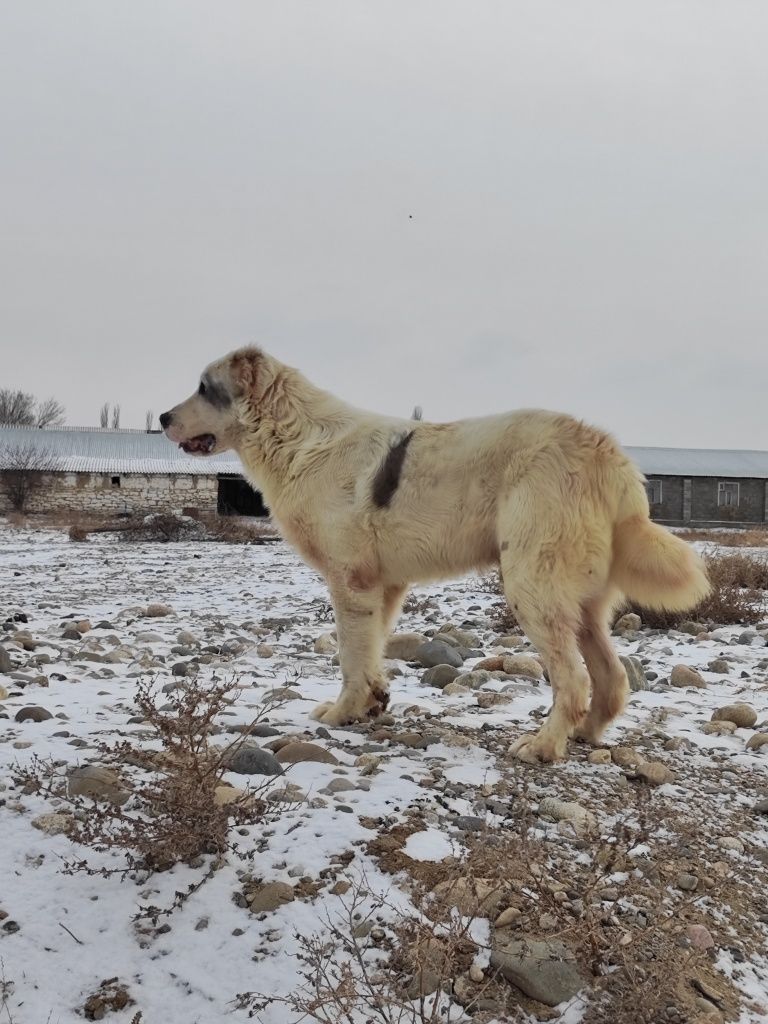 Алабай сатылады қарабас