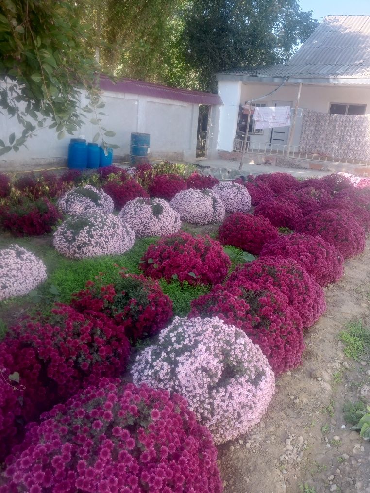 Hovli tayyor remont