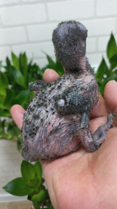 Продаётся птенец Благородного попугая