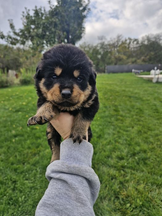 Бебета ротвайлерчета