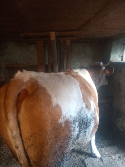 Vaca de vanzare gestanta in 5 luni,sevinde