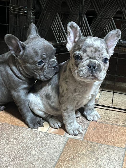 Щенки французского бульдога