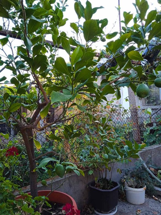 Продавам лимон,бенджамин,китайска роза