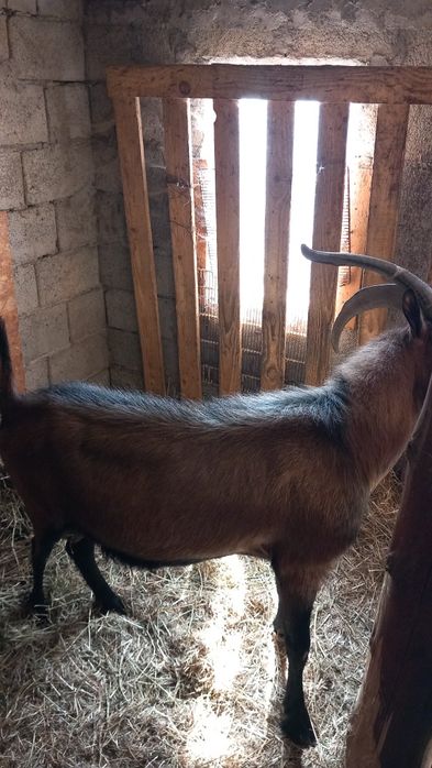 Țap Alpin francez rasă pură din gemeni