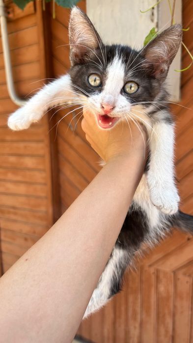 Котенок, мальчик