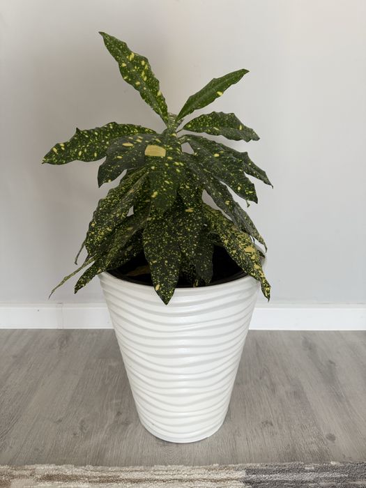 Продаю домашние цветы в новых кашпо