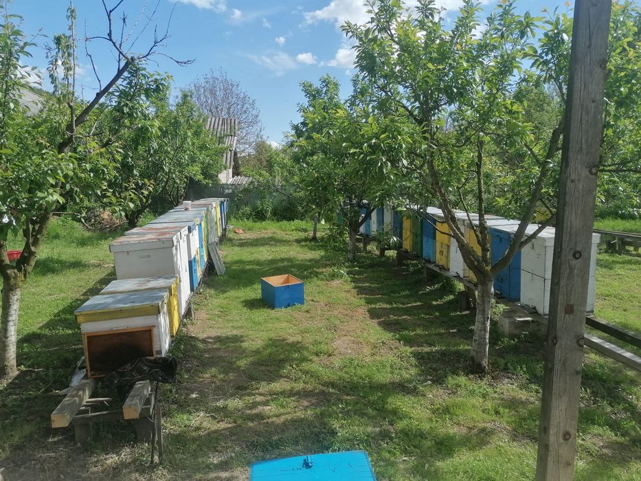 Stupi de albine familii 370 / stup