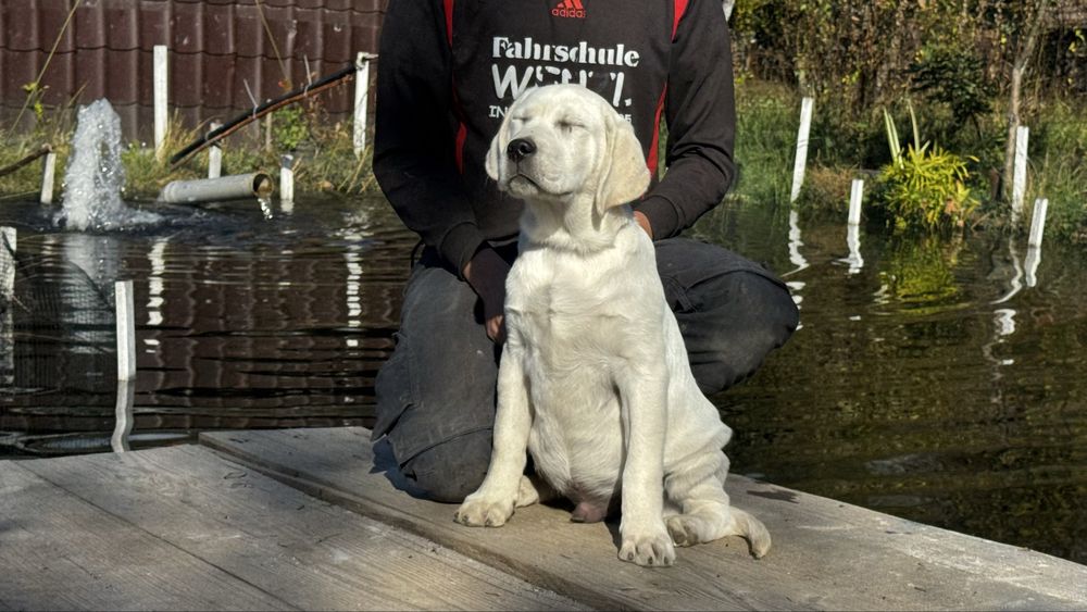 Pui Labrador Retriever