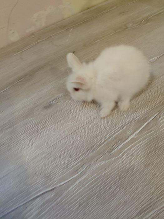 Декоративно зайче Лъвска глава Мини зайче