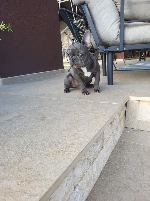 Bulldog francez blue