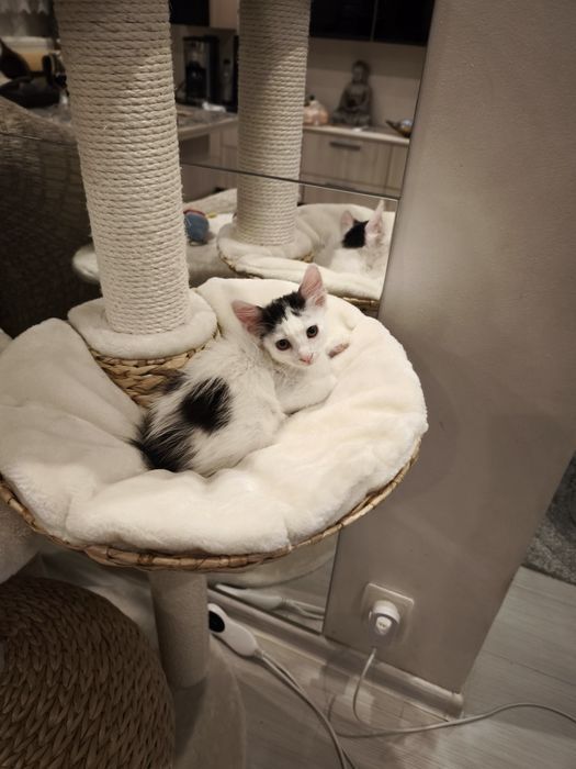 Băiețel de două luni pentru adoptie